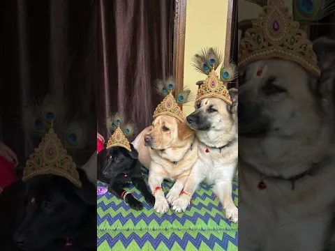 Janmashtami 😍 || labra rubi || #shorts #youtubeshorts #labrador #dog #janmashtami #viral #trending