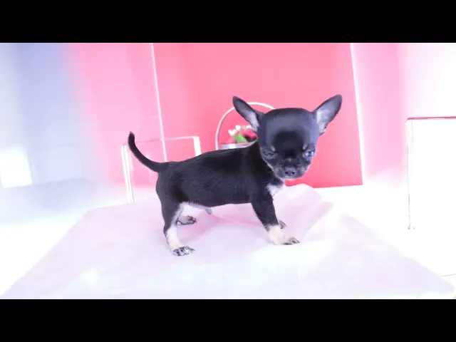動画