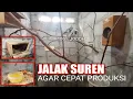 Download Lagu Ternak Jalak Suren Untuk Fomula || Cara ternak burung Jalak Suren || Kicau Mania