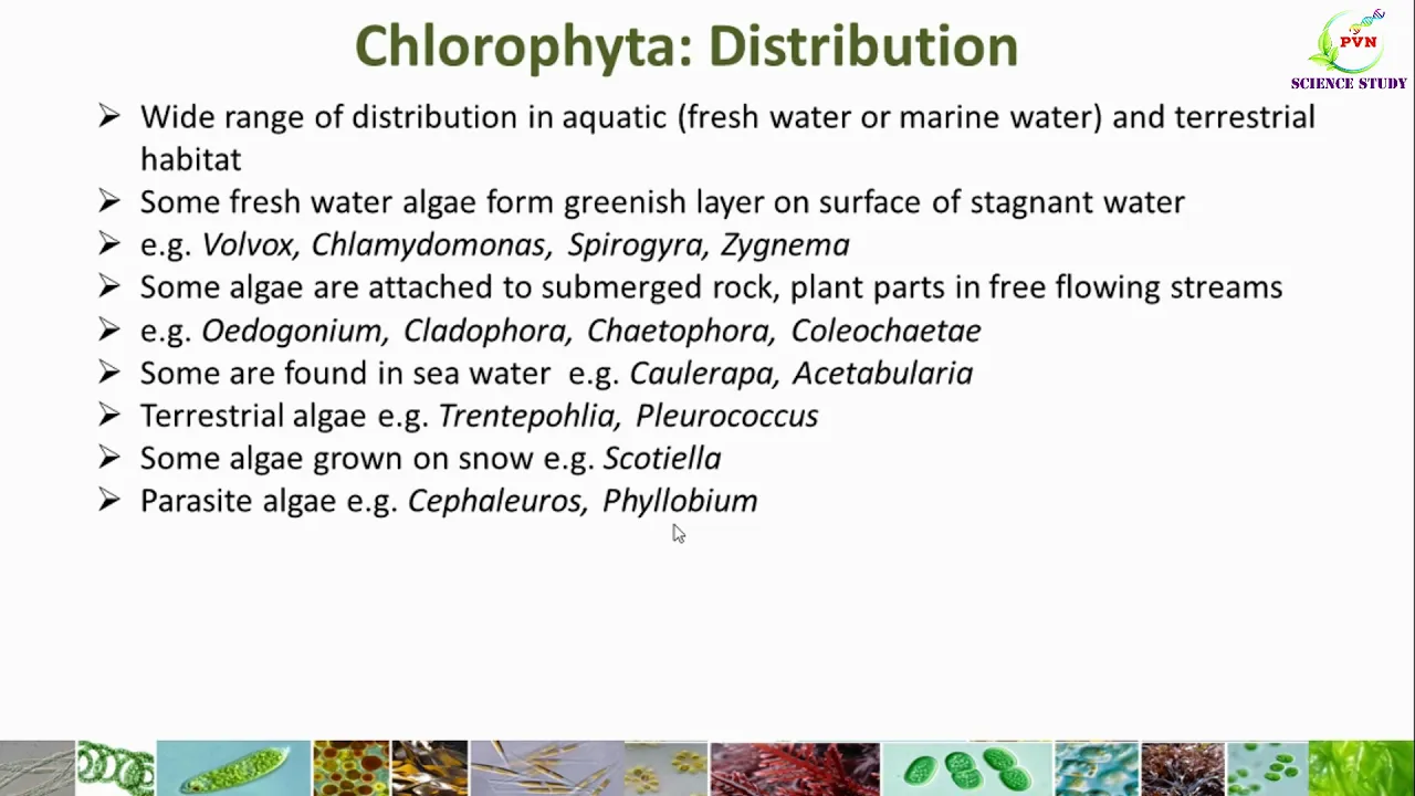 Chlorophyta Algae/Division Chlorophyta/ General Characters of Chlorophyta/distribution/life cycle