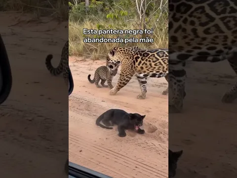 Adotei Esta Pequena Pantera