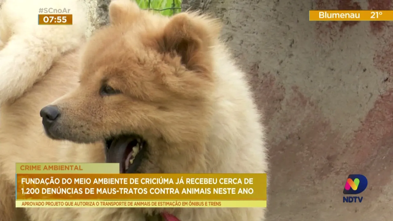 Fundação do Meio Ambiente de Criciúma já recebeu 1.200 denuncias de maus-tratos contra animais