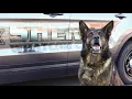 WCSO K-9 JAG RETIRES
