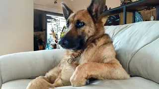 Download The Most Dramatic Dogs are Waiting for You here!😮🤣 FUNNIEST Animal Videos MP3