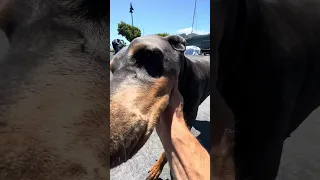 #dream #fypシ #pets #doberman #fyp