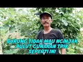 Download Lagu GUNAKAN CARA SEPERTI INI, BILA MENGHADAPI BURUNG SUSAH MENGINJAK PULUT