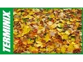Simple Home Tips for Rodent Prevention