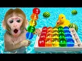 Download Lagu Monyet KIKI Imut berenang di kolam renang dan memanen semangka berwarna-warni - Kiki Indonesian