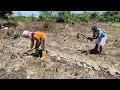Download Lagu DIBANTU PAK WANI, PAK JUARI \u0026 PAK KASMAN, PERSIAPAN TANAM JAGUNG MANIS 