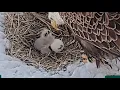Duke Farms bald Eagle cam on 26 Mom feeds several bites after beaking