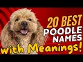 20 Best Poodle Names with Meanings