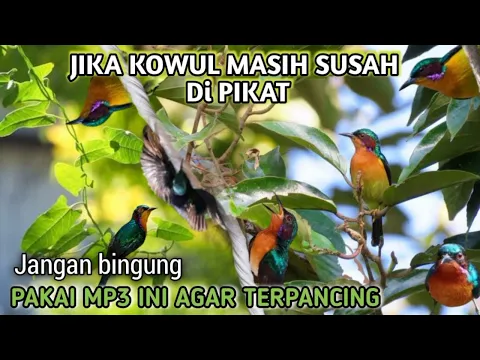 Download MP3 suara pikat burung kecil Kolibri Wulung ampuh suara jernih 💯