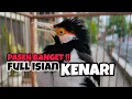 Download Lagu MASTERAN JALAK SUREN GACOR FULL ISIAN KENARI NGEROL❗PASEH ‼️