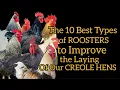 The 10 Best Rooster Breeds for Improving the Laying Ability of Your Creole Hens Offspring