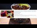 All about Orchid media - Bark, moss, LECA & more! | Simple guide for beginners