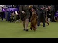 Setters Irish Breed Judging 2025