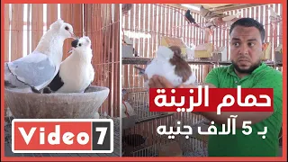 اللي معاه مال محيره يجيب حمام زينة ويطيره سعره يصل ل٥ آلاف جنيه  اللي معاه مال محيره يجيب حمام زينة ويطيره سعره يصل ل٥ آلاف جنيه
