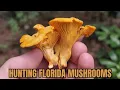 Hunting Florida Mushrooms
