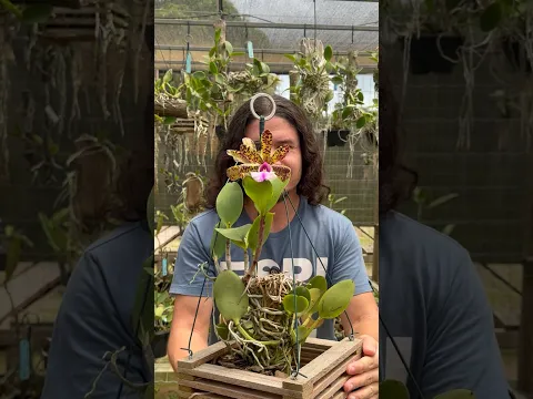 Em qual madeira plantar uma orquídea?