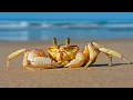 Mr Krabs Money Money Money AHHHH Deluxe 2023 Compilation