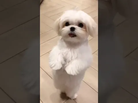 Super Cute Puppies and Dogs Dance 😍 #puppydance