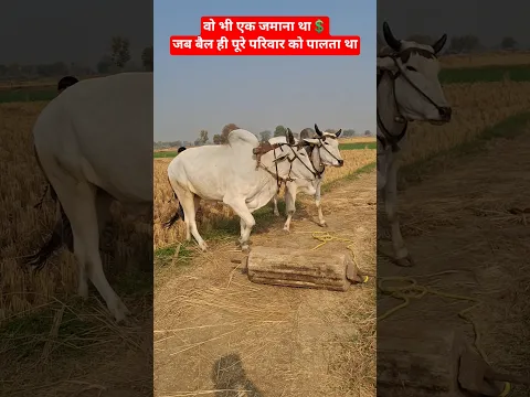 जब बैल ही पूरे परिवार को पालता था🏡 तब किसान कर्जे में नहीं था💲 #Ox #farming #agriculture #kisan