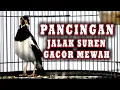 Lagu PANCINGAN JALAK SUREN GACOR MEMBUAT LANGSUNG BERKICAU #jalaksuren