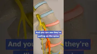 Inversion Tables for BACK PAIN RELIEF
