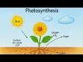 Photosynthesis Diagram Explained Photosynthesis Process in Plants Easy Science Drawing for Students
