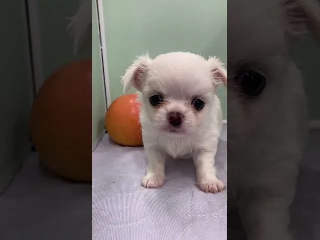 動画