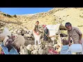 Download Lagu Nomadic Life | Jahangir and Maryam's Effort to Build a Platform in the Heart of the Zagros Mountains