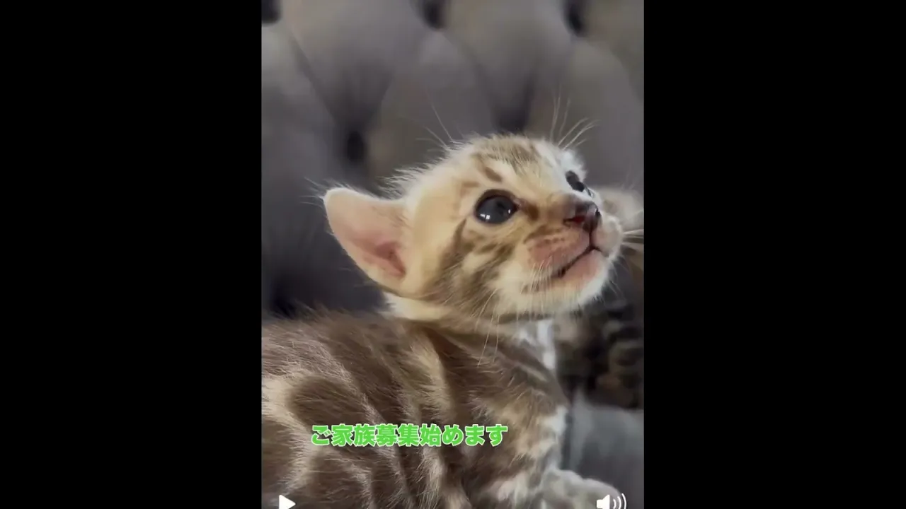 動画