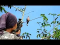 Download Lagu BERBURU BURUNG TERKUKUR DAN RUAK RUAK