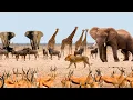 Download Lagu ÁFRICA SELVAGEM | Animais Selvagens da África | VIDA SELVAGEM SAVANA AFRICANA | DOCUMENTÁRIO