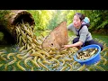 Download Lagu Harvesting Giant Loach and Carp in the Fish Pond to Sell at the Market - Take Care of Flower Farm