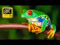 Download Lagu Amazing Frogs in 8K TV HDR 60FPS ULTRA HD