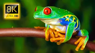 amazing frogs in 8k tv hdr 60fps ultra hd