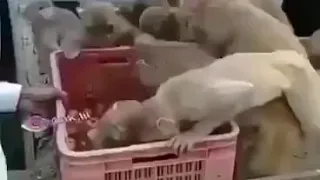 شكرا بارك الله فيك القرد  شكرا بارك الله فيك القرد