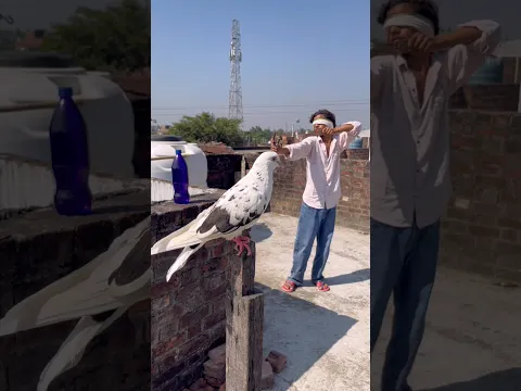 aaj to kabutar🕊️ne bacha liyaa 😳😱omg help #pigeonshort #kabutarvideo