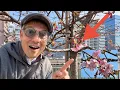 Lagu Tokyo: They’re Blooming, Cherry Blossoms | Kawazu-zakura 🌸