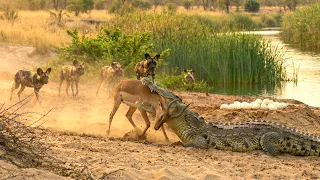 Crocodiles and Devastating Attacks That Make Prey Pay a Terrible Price || Crocodile Documentary
