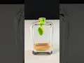Download Lagu Making Classic Fougere fragrance of the House of Creed! #greenirishtweed #perfume #fragrance #shorts