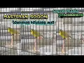 Download Lagu masteran sogon trotol - materi belalang mas milik suhu Arendra Dimas