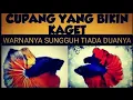 Download Lagu 5 jenis ikan hias cupang yang Cantiknya ketertaluan. Jangan dibeli karena pasti nyesal seumur hidup