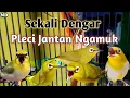 Download Lagu Suara Pleci betina Ribut Perangsang Bunyi