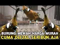 Lagu BURUNG HANDAL YANG DICARI-CARI || SEKARANG CUMA SERIBUAN DI PASAR BURUNG PRAMUKA 