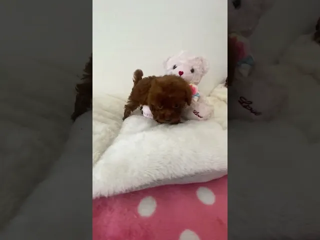 動画