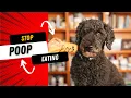 Stop Your Dog from Eating Poop Coprophagia New Remedies