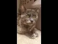 Mere Chat beautiful dilute Tortie for adoption 07-2017