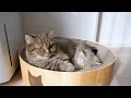 Download Lagu Cute kitten relaxing on a nail-sharpening bed...